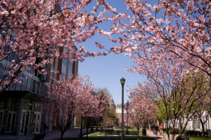 flowering trees on the Rutgers campus